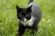 Schwarzer Kater Schwarzer Kater