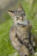 Hauskatze Portrait Hauskatze Portrait