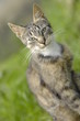 Graue Hauskatze Graue Hauskatze