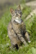Graue Hauskatze Graue Hauskatze