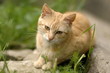Hauskatze Hauskatze