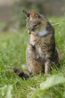 Graue Hauskatze wäscht sich Graue Hauskatze wäscht sich