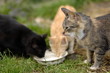 Katzen trinken Milch Katzen trinken Milch