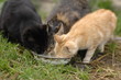 Katzen trinken Milch Katzen trinken Milch