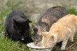 Drei Katzen trinken Milch Drei Katzen trinken Milch