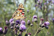 Papillon Belle-Dame