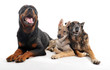 amis chiens