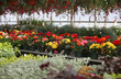 greenhouse