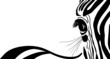 vector - zebra banner for yor text vector - zebra banner for yor text