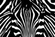 Vector - black and white zebra background