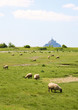 Sheep on a field near the Mont Saint-Michel in Normandy, France