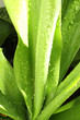 feuilles d'agave