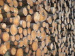Holzstapel am Sägewerk