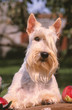 portrait d'un scottish terrier froment de face dans un jardin