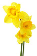 Yellow narcissus