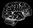 cerveau