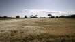 Grain in wind Grain in wind