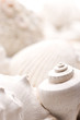 Photo: fossilized seashell background fossilized seashell background