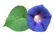 morning glory