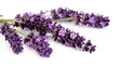 lavender flowers