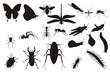 insects