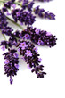 lavender flowers