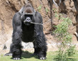 Foto: Gorilla with Tree Branch Gorilla with Tree Branch