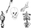 Human Skeleton Illustration