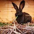 Eating Rabbit