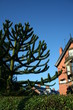 Monkey Puzzle Tree