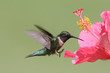 Ruby-throated Hummingbird Ruby-throated Hummingbird