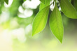 Fresh green leaves