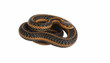 garter snake rolling.