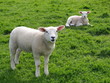 Lambs