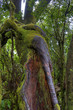 Foto: Regenwald 03 - La Gomera - HDR Regenwald 03 - La Gomera - HDR