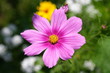 Kosmeenblüte