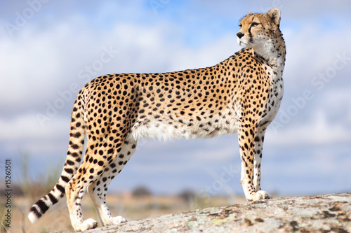Photo: Cheetah 1 Cheetah 1