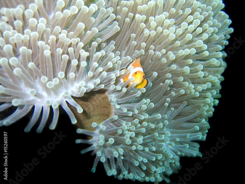 Clownfisch