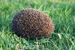 Hedgehog (Erinaceus europaeus)