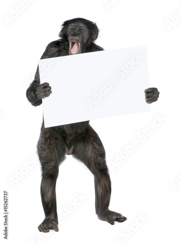 Photo: protesting monkey protesting monkey