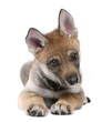 Young European wolf - Canis lupus lupus