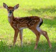 Spotted Fawn