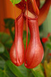 Nepenthes Alata