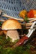 Steinpilz 3531