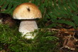 Steinpilz 3580