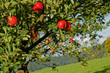 Äpfel am Baum