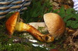 Pilze 3591