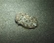 Cuttlefish (D028)