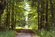 Waldweg