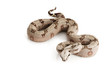 Bolivian Boa Bolivian Boa